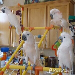 BABY HAND REARED COCKATOO | PostAds PH