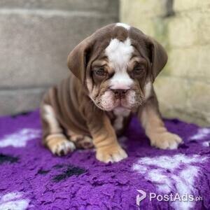 English bulldog puppies available | PostAds PH
