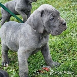 Cane Corso Mastiff puppy | PostAds PH