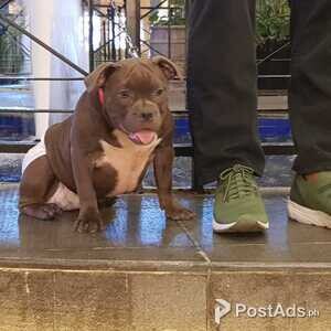 American Bully Female Puppy | PostAds PH