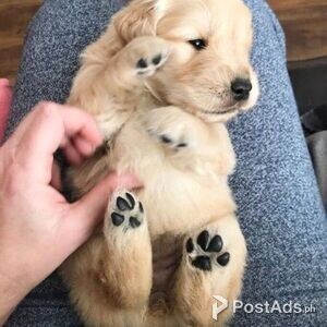 AMAZING AND WELL TRAINED GOLDEN-RETRIEVER-PUPPIES | PostAds PH