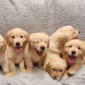 7 BEAUTIFUL GOLDEN RETRIEVER PUPPIES | PostAds PH