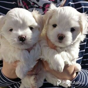 AMAZING MALTESE PUPPIES FOR ADOPTION | PostAds PH