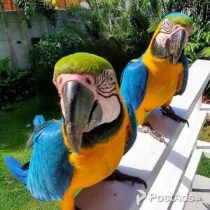 Blue and Gold Macaw parrots for sale | PostAds PH