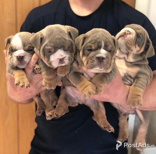 English Bulldog Pups for rehoming