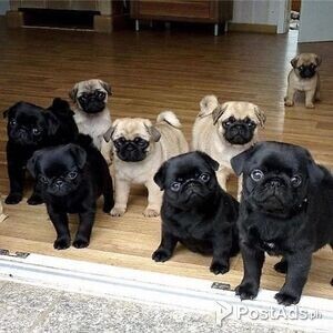 Healthy Puglets | PostAds PH