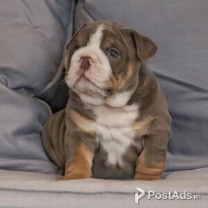 AKC English bulldog puppy | PostAds PH