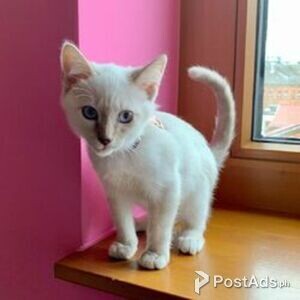 VFJG Birman Kittens | PostAds PH