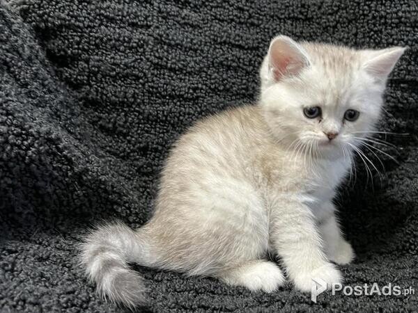 WIYGB Scottish Fold Kittens
