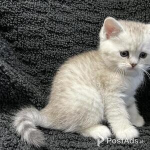 WIYGB Scottish Fold Kittens | PostAds PH