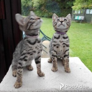 KWIFH Amazing Savannah Kittens | PostAds PH