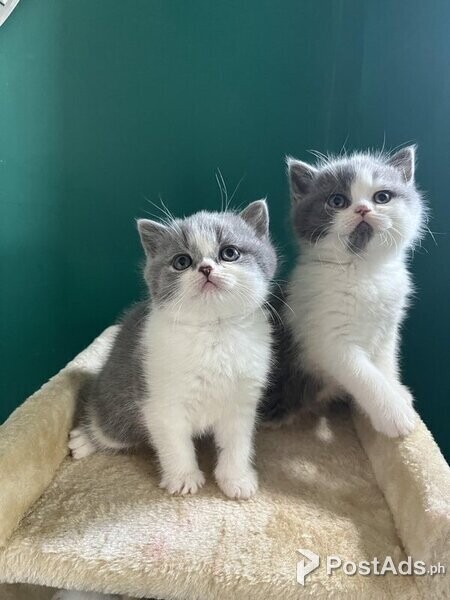 British Long Hair Kittens 