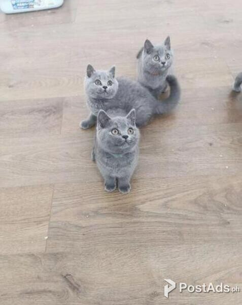 british shorthair kittens for adoption