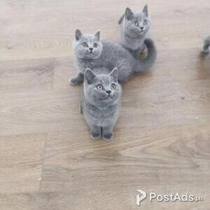 british shorthair kittens for adoption | PostAds PH