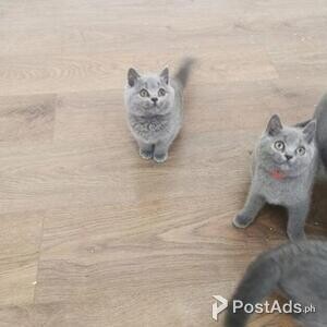 adorable kittens | PostAds PH