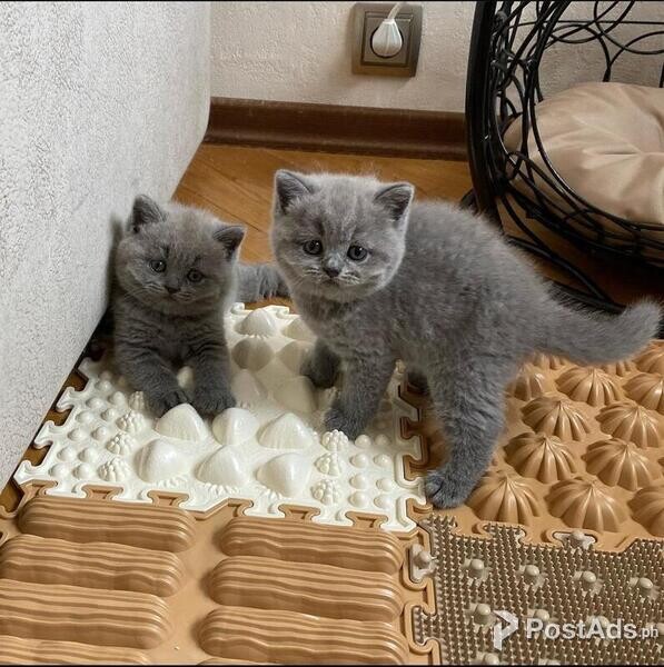 precious kittens needs new homes