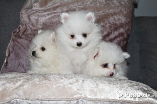 smart pomeranians for adoption