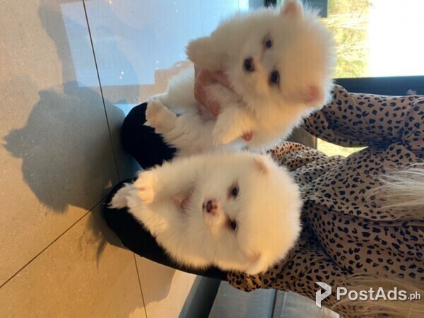 happy pommies for adoption