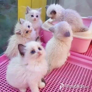 Blue Eyes Ragdoll kittens | PostAds PH