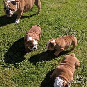 Gorgeous English Bulldog puppies | PostAds PH