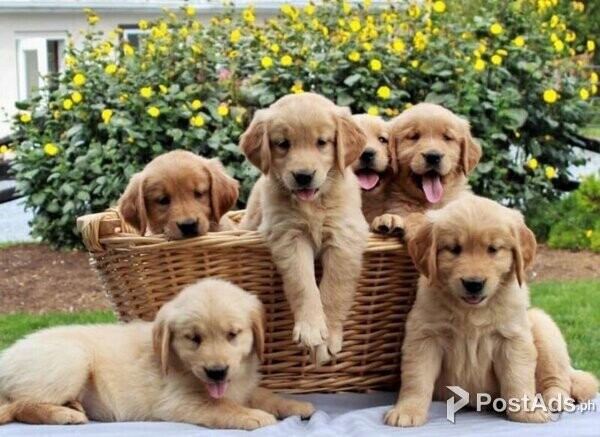 Cute Golden retriever puppies for sale