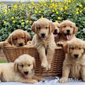 Cute Golden retriever puppies for sale | PostAds PH