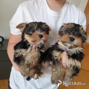Tiny male and female Teacup Yorkshire Terrier Puppies for sale | PostAds PH