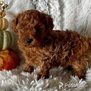 TOY POODLE PUPPIES FOR SALE | PostAds PH