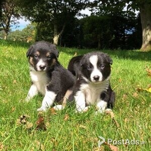 Gorgeous Border Collie Puppies | PostAds PH