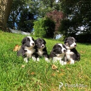 4 Gorgeous Border Collie Puppies | PostAds PH
