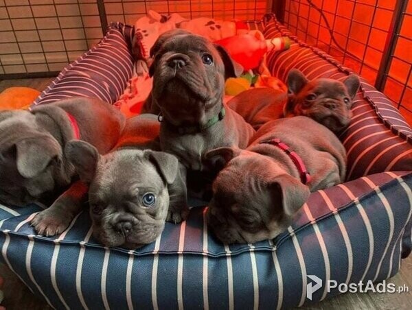 Blue French bulldog puppies