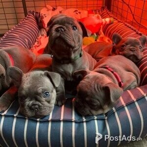 Blue French bulldog puppies | PostAds PH