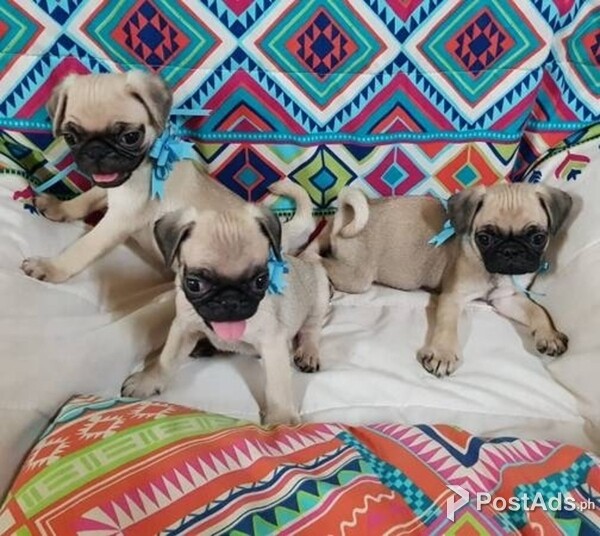 Beautiful Pug For Sale