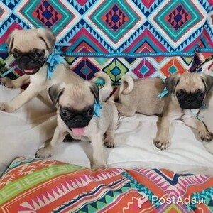 Beautiful Pug For Sale | PostAds PH