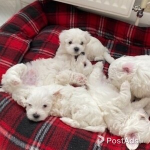 Maltese puppies for sale now | PostAds PH