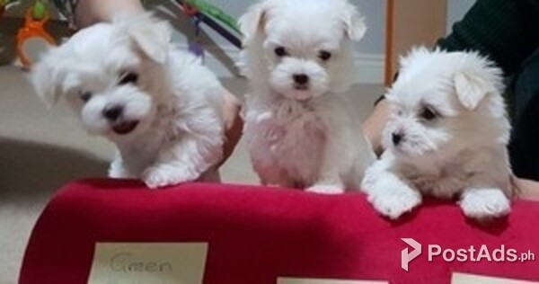 Stunning Quality/ reg Breed Standard Maltese