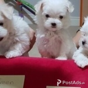 Stunning Quality/ reg Breed Standard Maltese | PostAds PH