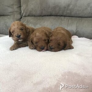 Beautiful red Toy cavapoo puppies | PostAds PH