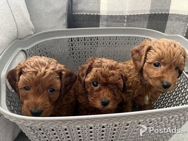F1b Cavapoo puppies for sale