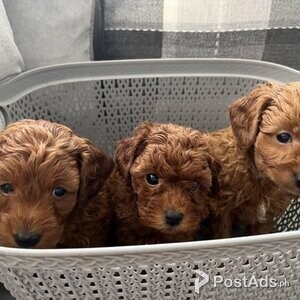 F1b Cavapoo puppies for sale | PostAds PH