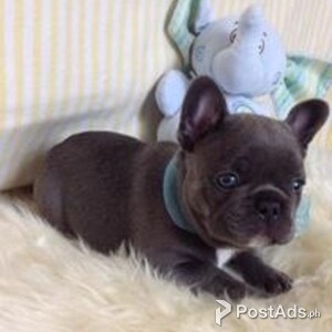 Gorgeous French bulldog puppies For Sale | PostAds PH