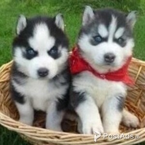 Male and female Siberian Husky puppies | PostAds PH