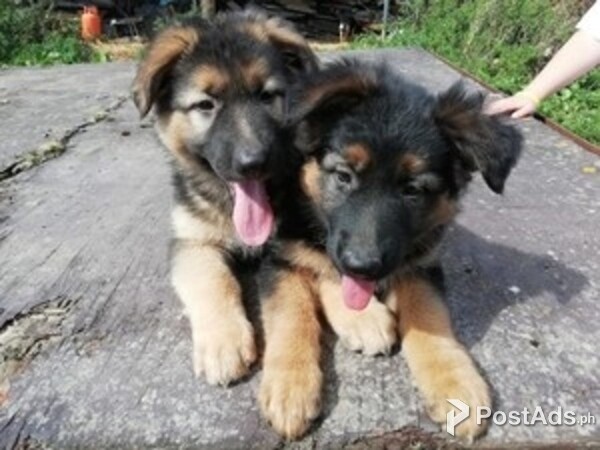 Quality German Shepherd Puppies 