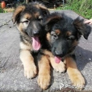Quality German Shepherd Puppies | PostAds PH