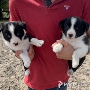 Border Collie puppies for sale | PostAds PH