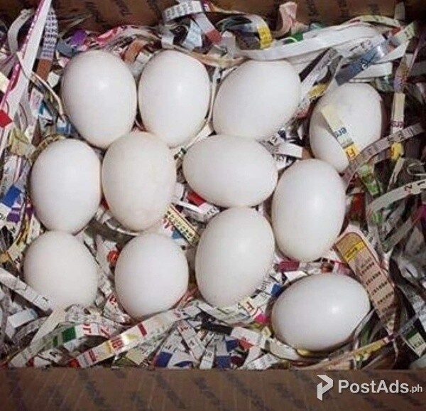  Fertile parrot eggs and parrot chicks for sale
