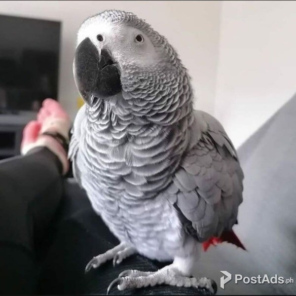 Reg African gray parrot available
