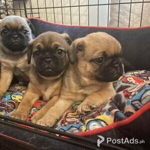 Pug Puppies - Ready to leave now! | PostAds PH
