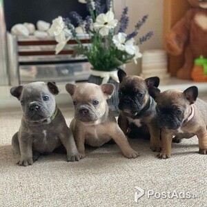 4 French bulldog puppies available | PostAds PH