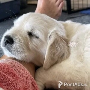 Adorable Golden Retriever Pups | PostAds PH